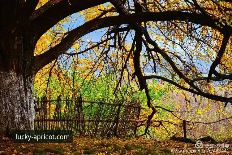 从巅峰到审判：一场商业帝国的兴衰与“杏运娱乐怎么样”的稳定启示